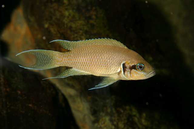 FH_CI_TA_021(Neolamprologus brichardi).JPG